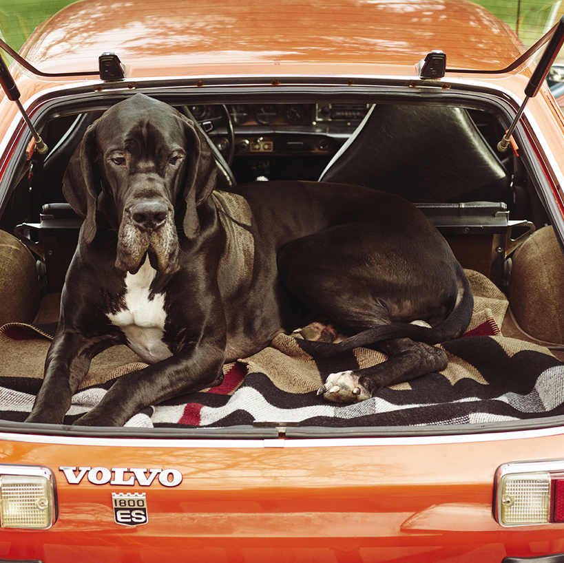 Chien volvo retouche digitale l'officiel des hommes Unique Agency portfolio